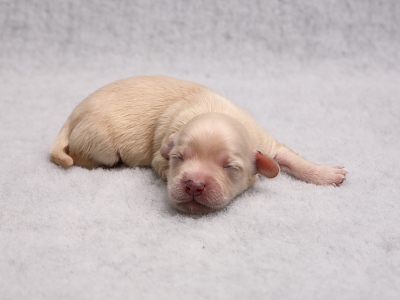 Kennel Miki Nanoq Bichon Havanais hvalpe